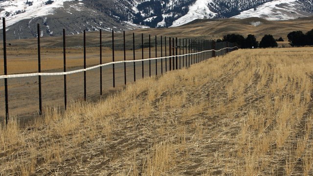 Restored field of plants protected by a wildlife fence.