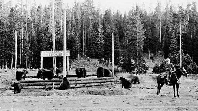 a historic photo of several bears eating at a garbage dump site