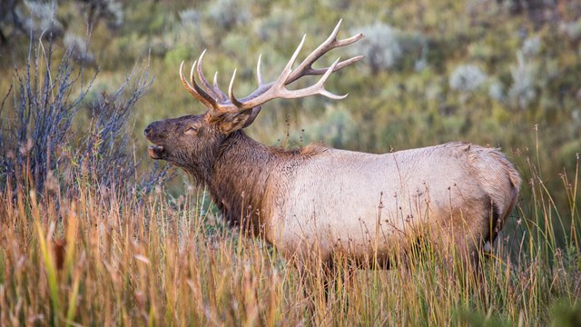 A bull elk bugling