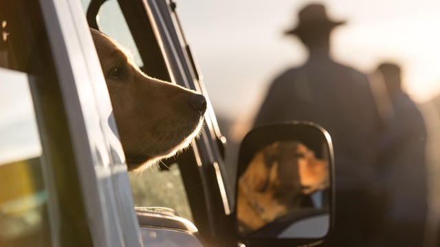 Dog with head out of car window