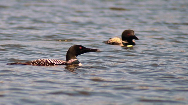 Two birds with black heads, red eyes, and black & white bodies swim in a lake.