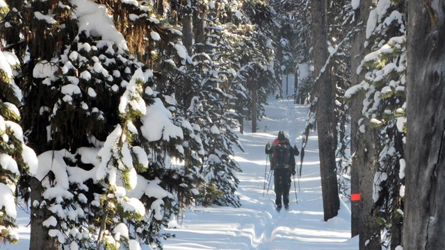 Skiers moving along a trail cut through the pine forest.