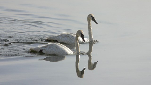 A pair of swans swimming on a lake.