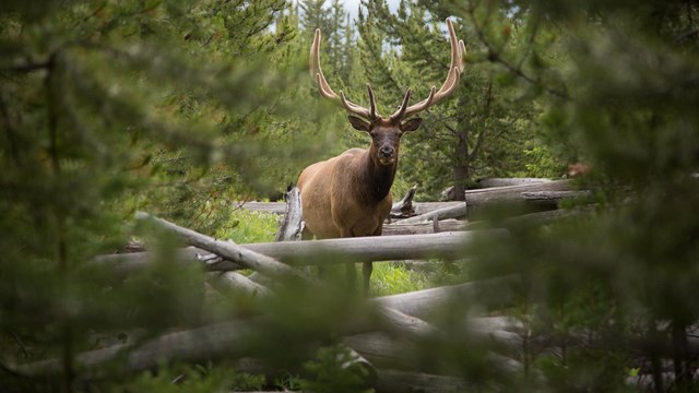 A bull elk with a large rack of antlers looks through a gap in thick evergreen trees.