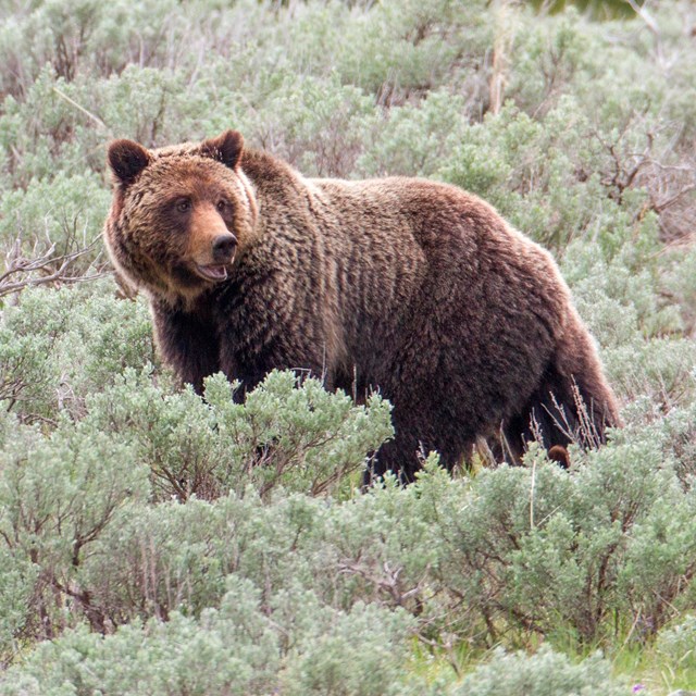 a grizzly bear walking through sagebrush