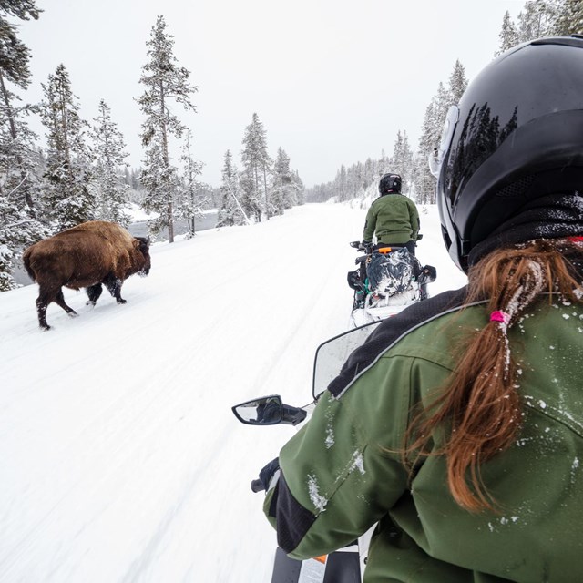 Snowmobiles ride by a small group of bison