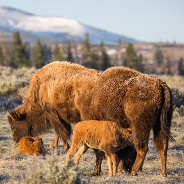 a bison calf nursing during an early morning