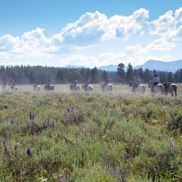 multiple people riding horseback on a trail through a wildflower-filled meadow