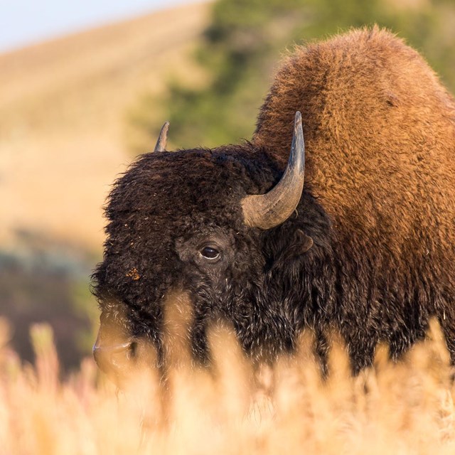A bull bison grazing in tall grass on the Blacktail Deer Plateau.