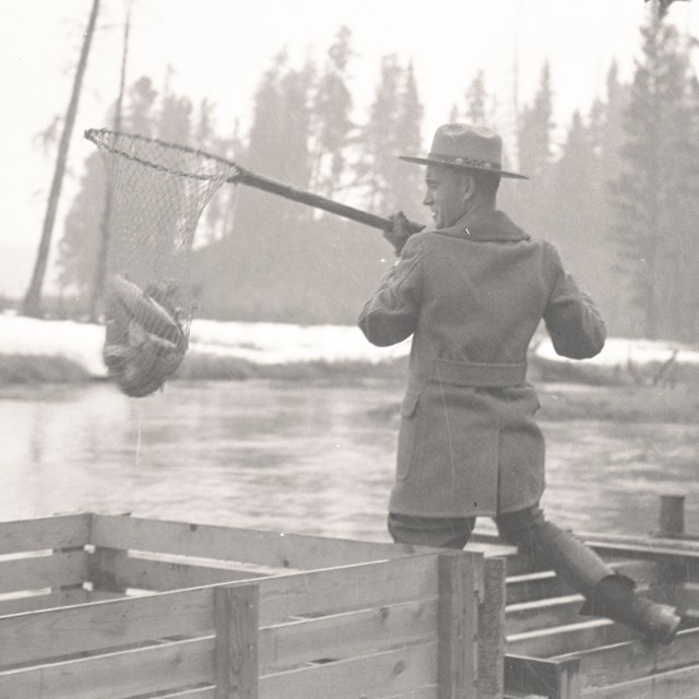 Range with a net full of fish along a creek