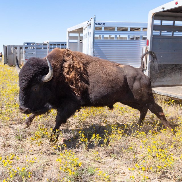 A lone bison exits from a trailer