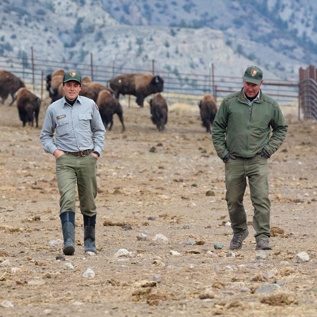 Two park rangers walking away from a herd of bison