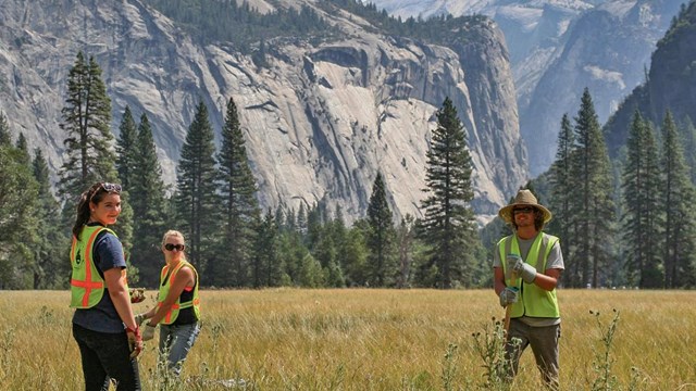 A volunteer team in reflective vests pulls thistles from a sunny meadow in front of cliffs.