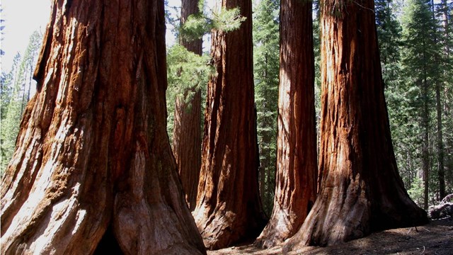 Bachelor and Three Graces in Mariposa Grove