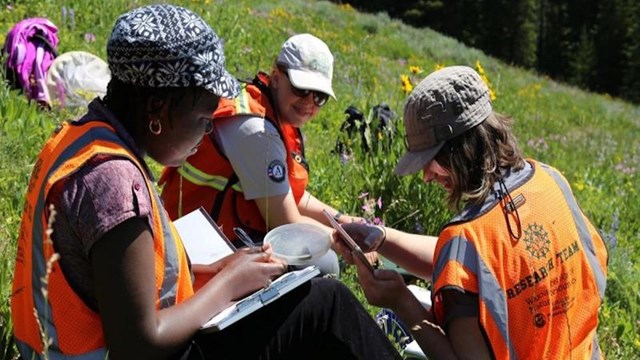 Three individuals collecting data