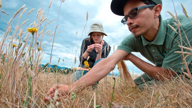 people working with plants