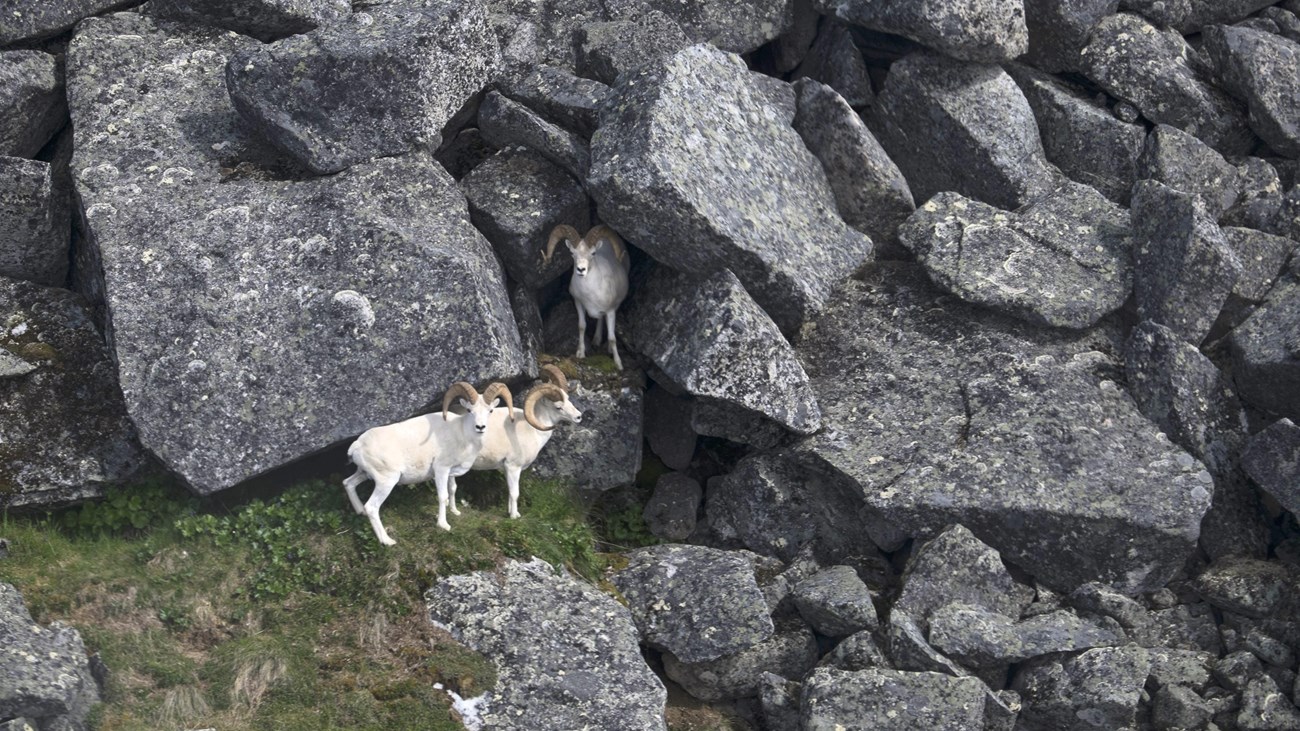 Aerial view of Dall's sheep rams in large boulders