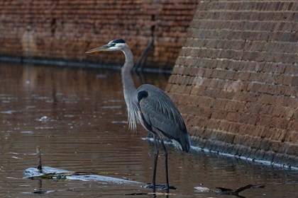 A large gray bird with a long neck stands on a floating branch in water. 