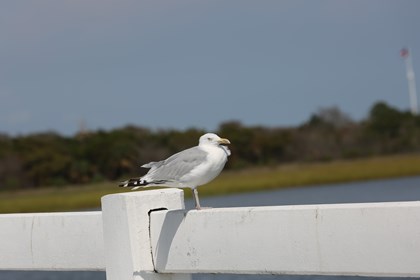 A gull sits on a bridge railing. 