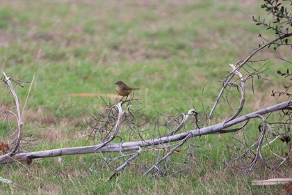 A tan colored bird sitting on a dead branch on the ground. 