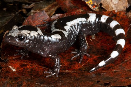 A marbled salamander on leaf litter. This salamander is marbled black and white.