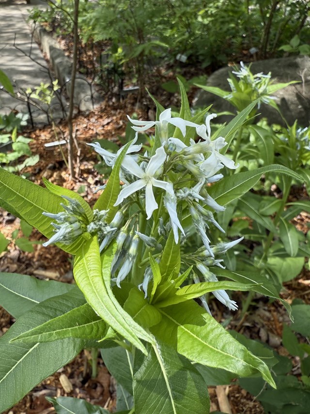 A cluster of pale blue-white flower with 5 long petals in a flower bed.