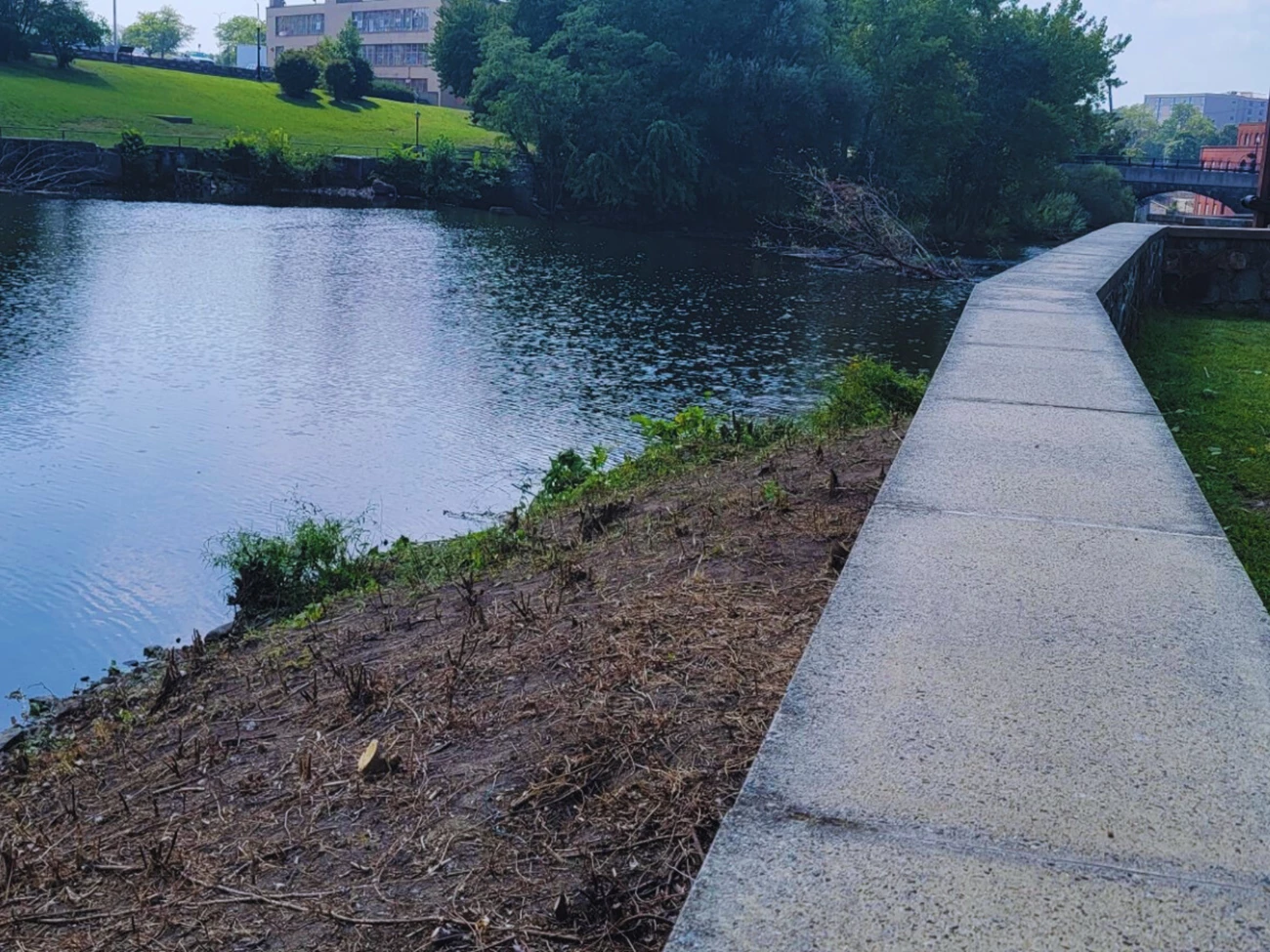 Riverbank covered in invasive species