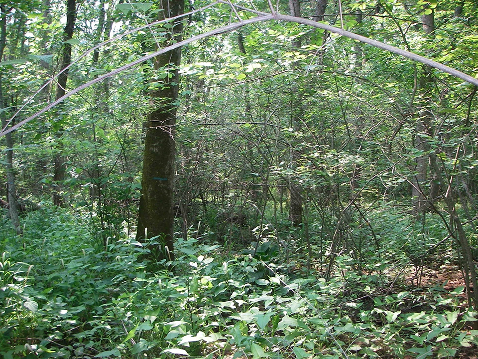 Ash-dominated swamp in 2007