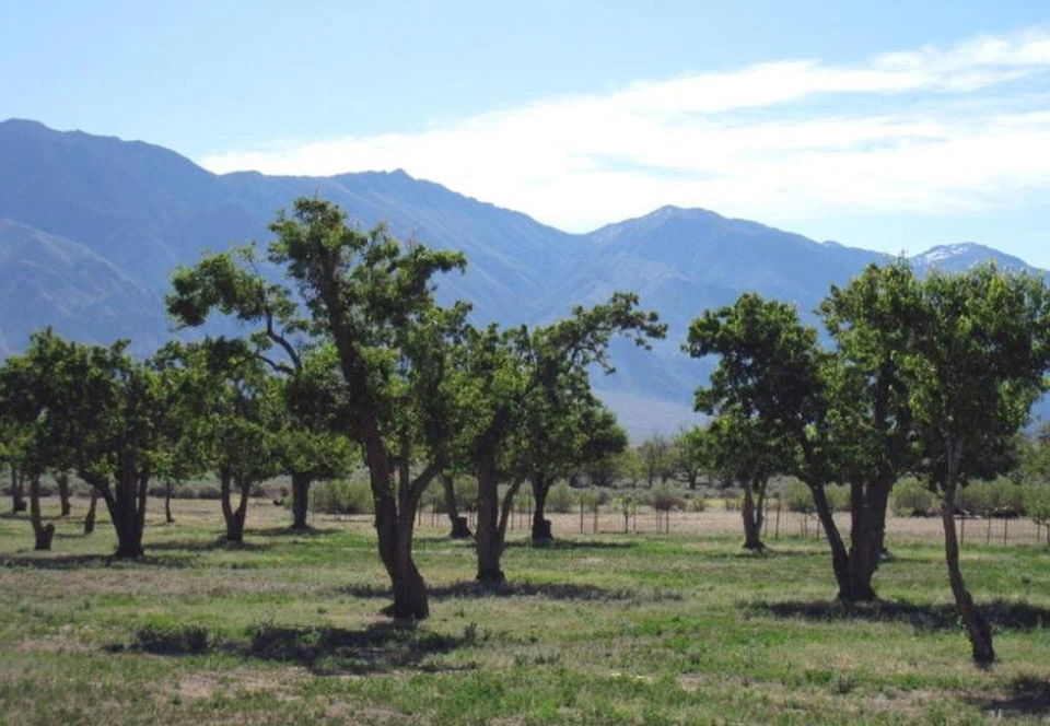 Rows of tall fruit trees with dense, leafy branches.