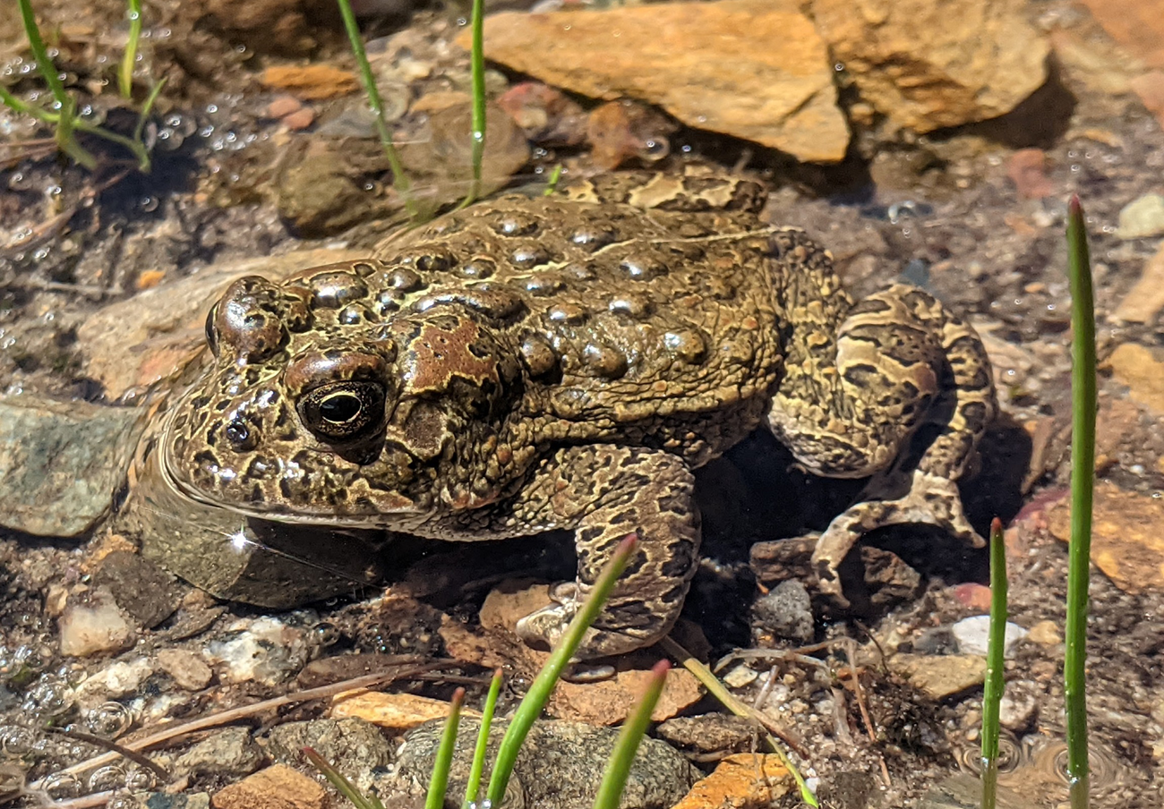 a female toad with dark splotchy skin pattern