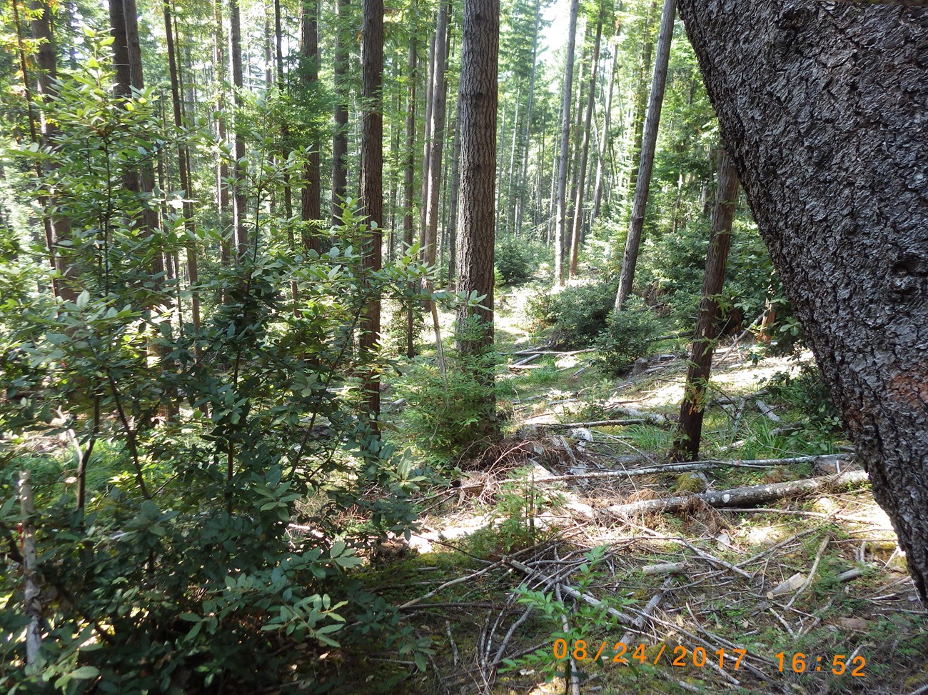 Dense thicket of trees, many with red spraypaint markings. There is virtually no undergrowth.