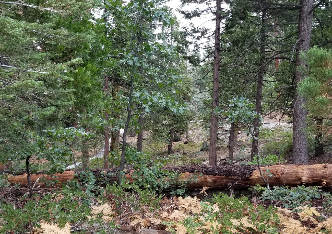 Dense thicket of vegetation, with a large sequoia trunk barely visible on the left.