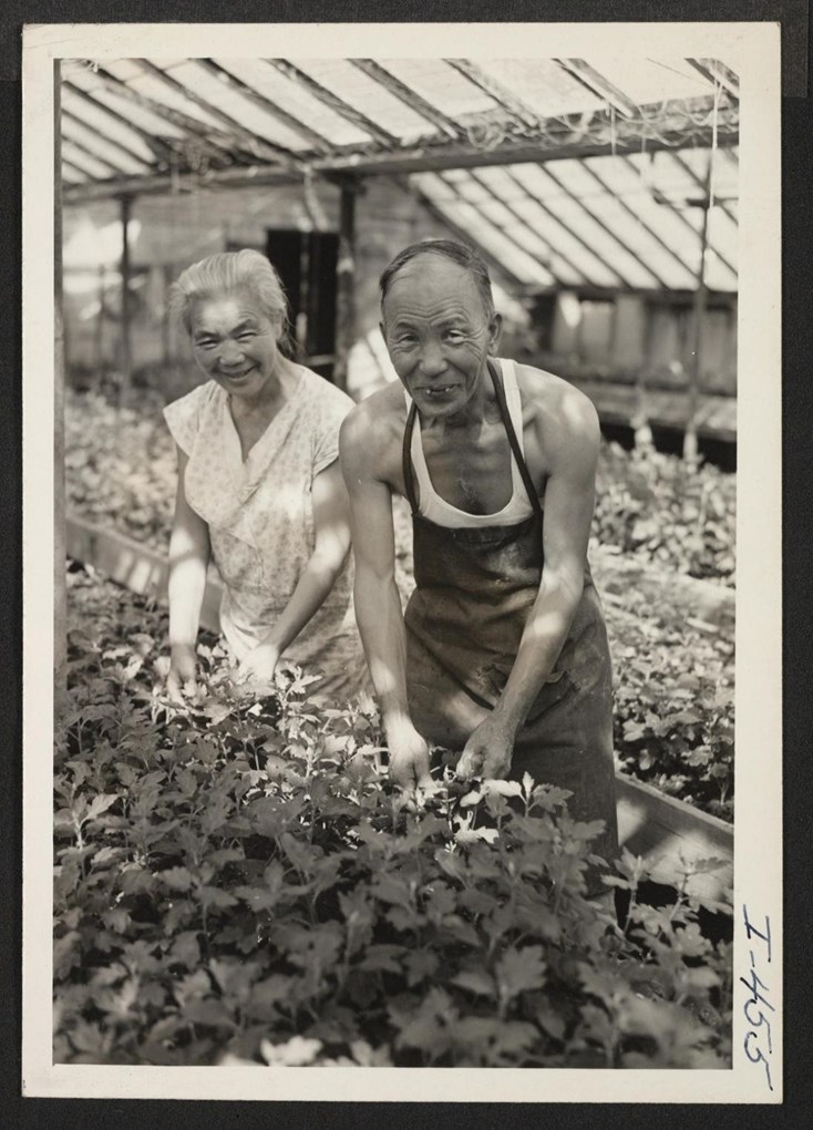 Older Japanese American married couple spray plants in a greenhouse