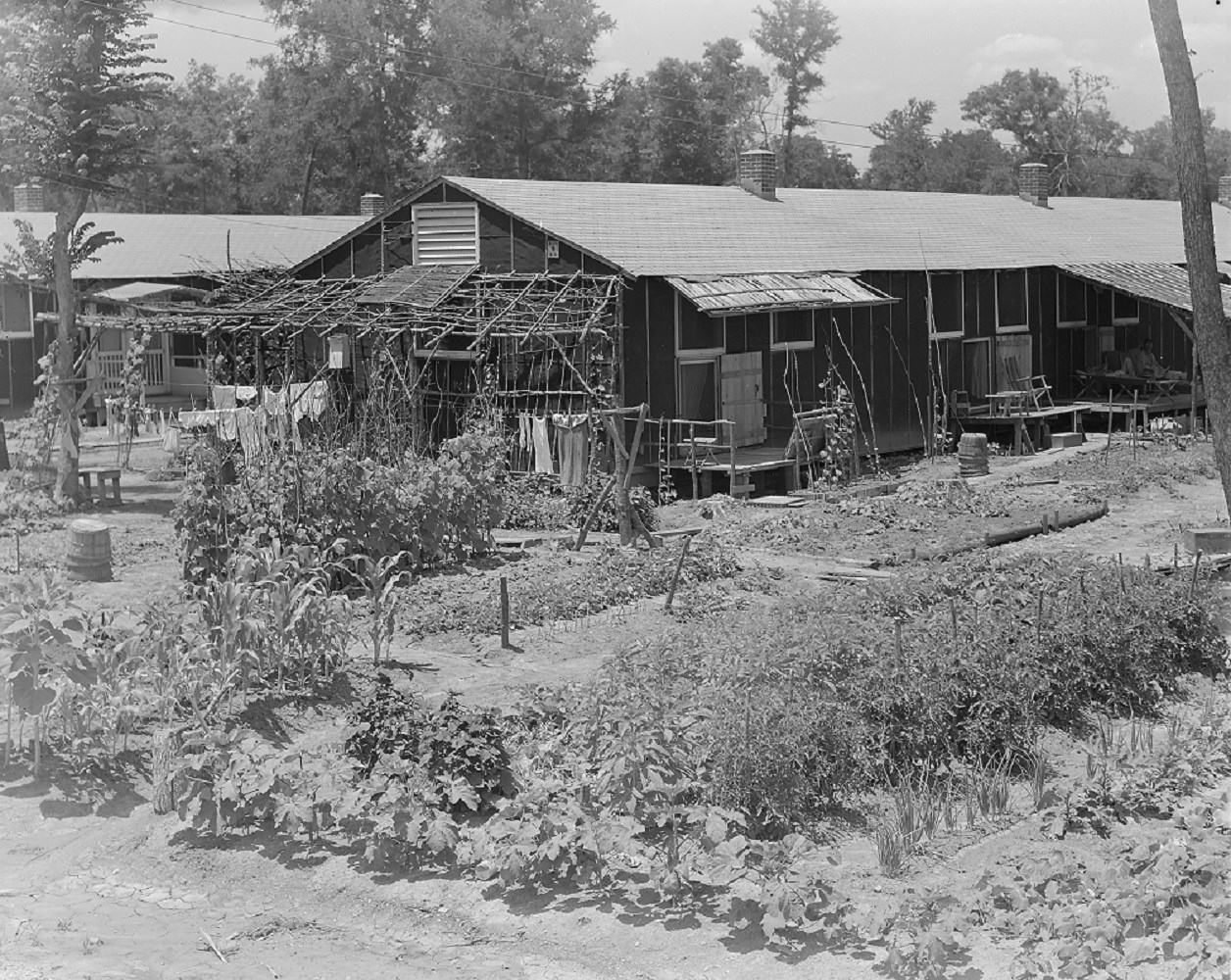 Black and white photo of produce on display. There is corn, radishes, beets, kale, and carrots among other things.