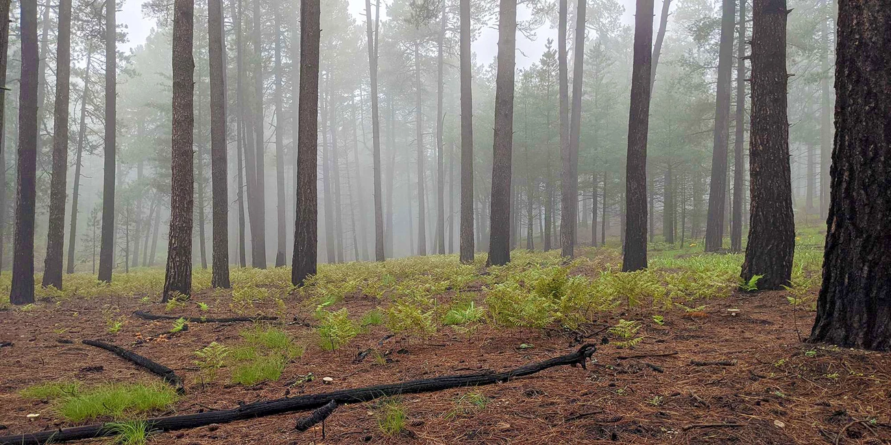 Photo of forest in winter