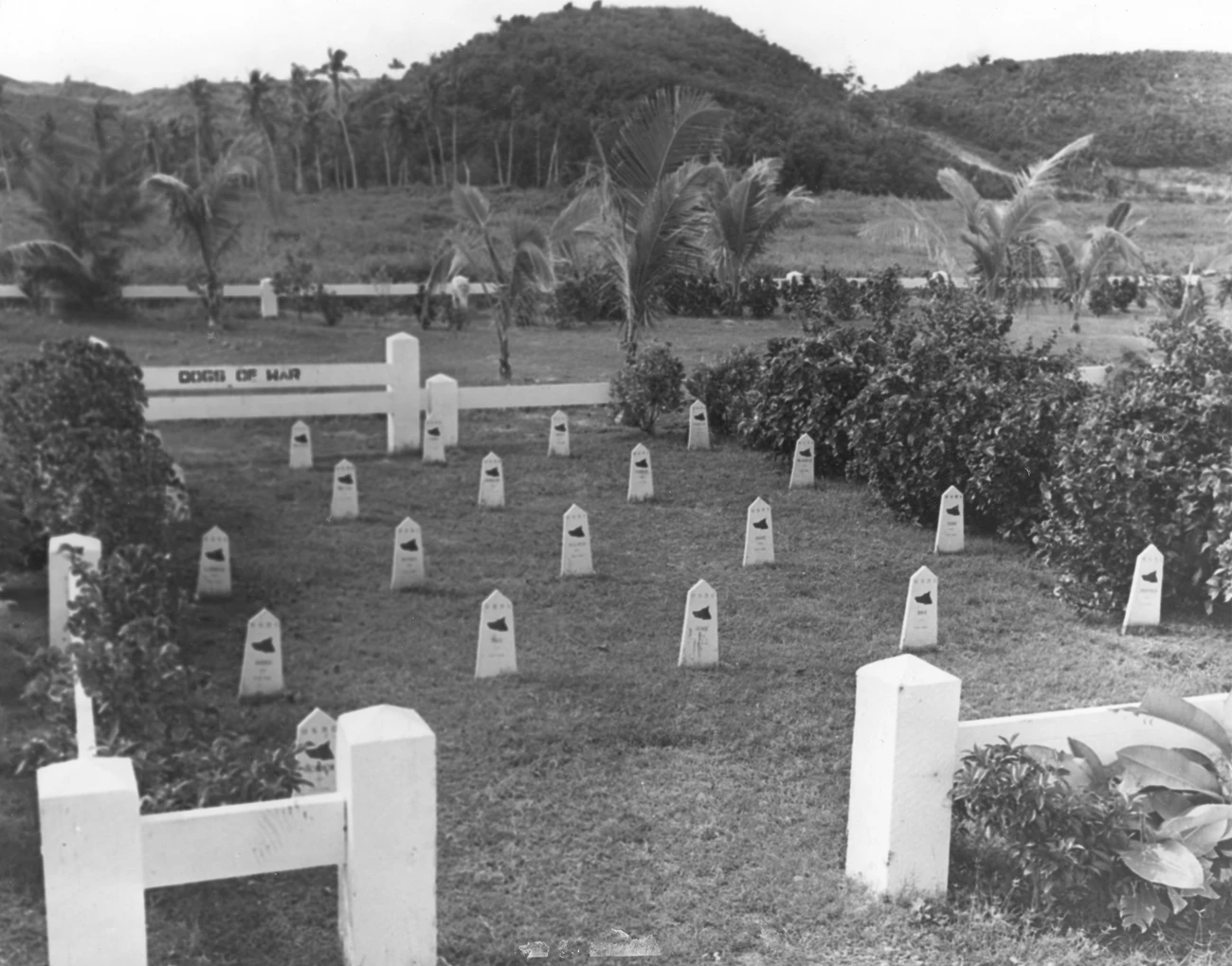 Four rows of small headstones with the profile of a dog on them in a cemetery in a tropical setting