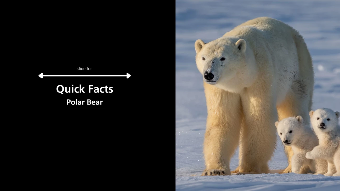 polar bear