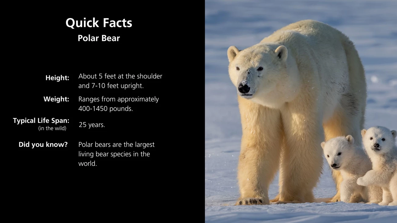 polar bear