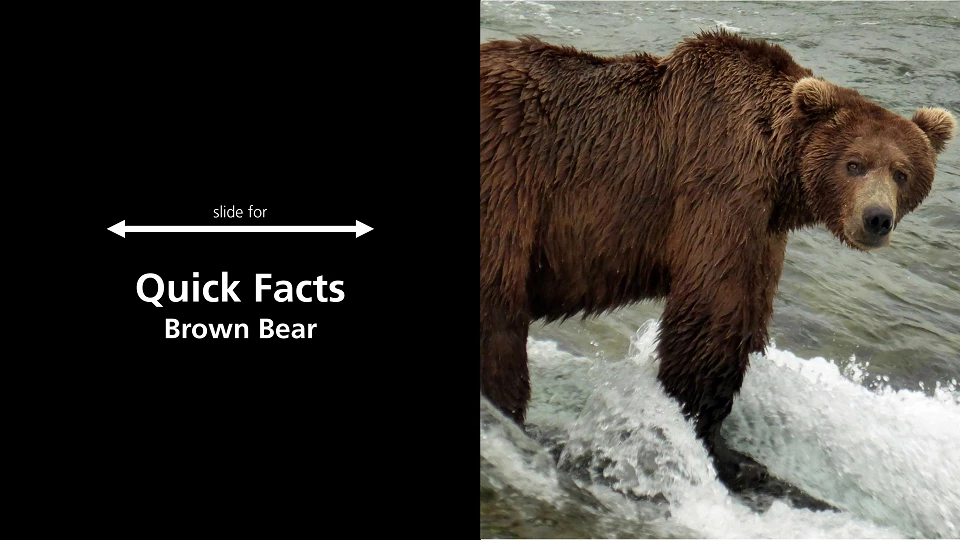 brown bear in stream