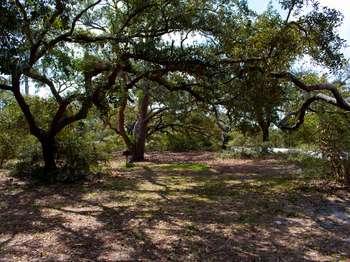 Green leafed trees with twisted branches stretching over a shaded picnic area.