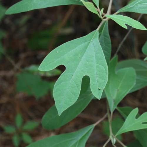 A sassafras plant with green leaves that look like dinosaur footprints.