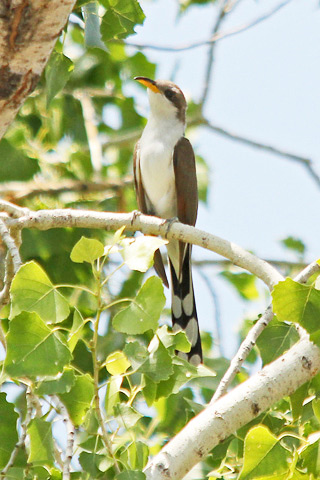 Western yellow-billed cuckoo at Montezuma Well, Arizona.