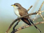 Yellow-billed cuckoo