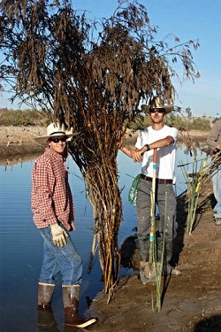 Working to remove invasive species 