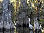 Egret in swamp