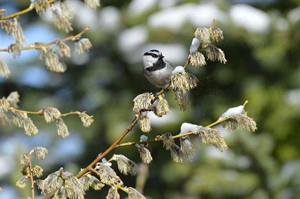 a small bird on a branch a small bird on a branch