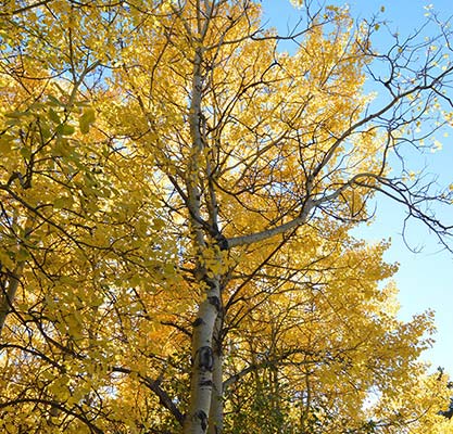 A tree with fall leaves A tree with fall leaves