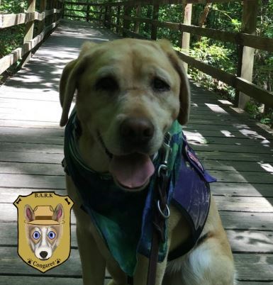 Service dog and BARK Ranger Daisy