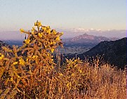 Cane cholla with yellow seed pods.