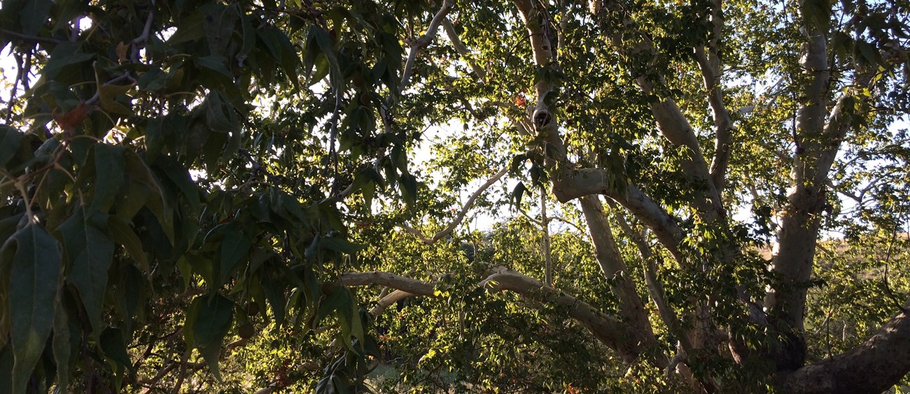 A smooth barked tree in silhouette